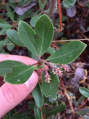 Arctostaphylos × media
