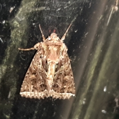 Heterochroma beryllus