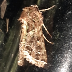 Heterochroma beryllus