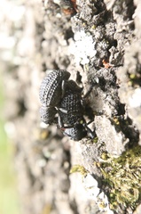 Aegorhinus superciliosus