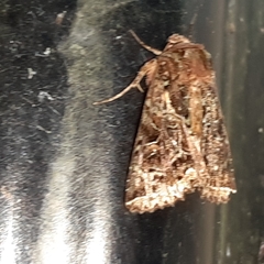 Heterochroma beryllus