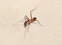 Leptomyrmex tibialis