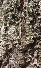 Macromphalia
