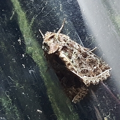 Heterochroma beryllus