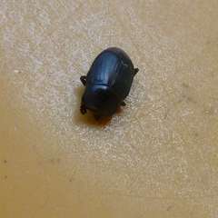 Saprininae