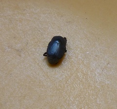 Saprininae