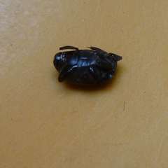 Saprininae