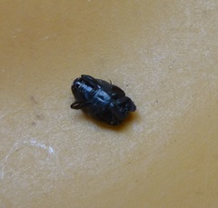 Saprininae