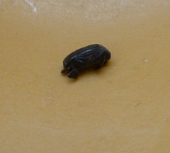 Saprininae