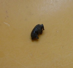 Saprininae