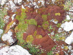 Andreaea nivalis