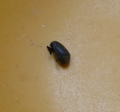 Saprininae