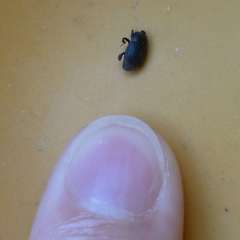 Saprininae