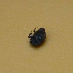 Saprininae