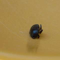 Saprininae