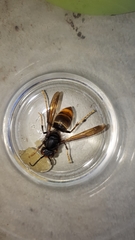 Vespa velutina nigrithorax
