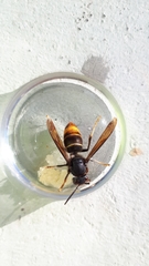 Vespa velutina nigrithorax