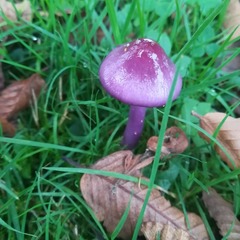 Cortinarius magellanicus