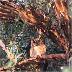 Bubo virginianus