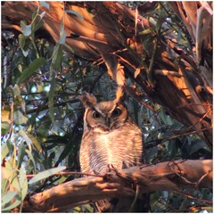 Bubo virginianus