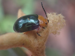 Lamprolina simillima
