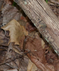 Brachypremna dispellens