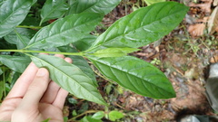 Bertiera guianensis