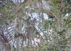 Patagioenas leucocephala