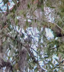 Patagioenas leucocephala