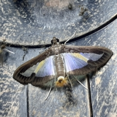 Diaphania elegans