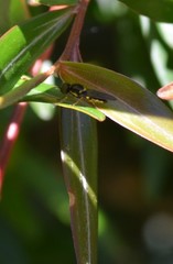 Acanthasargus