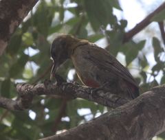 Chloropicus griseocephalus