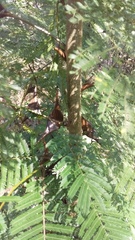 Vachellia cornigera
