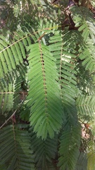Vachellia cornigera