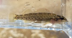 Etheostoma camurum