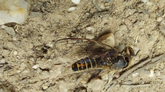 Yoyetta abdominalis
