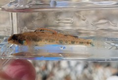 Etheostoma gore