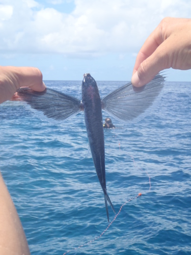 Bearhead flyingfish (Cheilopogon arcticeps) — Exocoetidae — 4