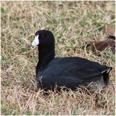 Fulica americana