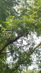 Leucaena leucocephala