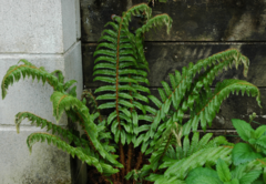 Polystichum polyblepharum