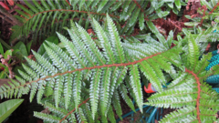 Polystichum polyblepharum