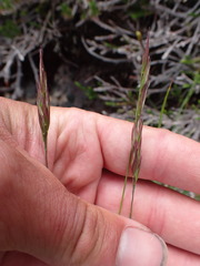 Danthonia intermedia