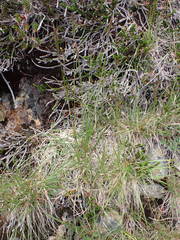 Danthonia intermedia