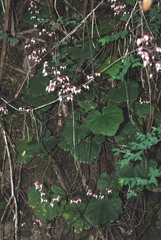Heuchera longipetala orizabensis
