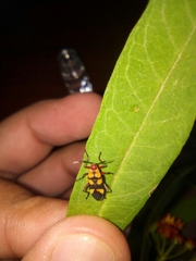 Oncopeltus cingulifer