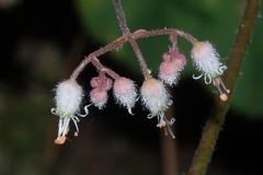 Heuchera longipetala orizabensis