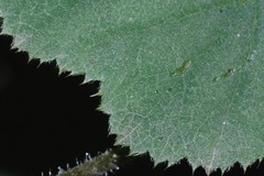 Heuchera longipetala orizabensis