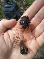 Macrotristria angularis
