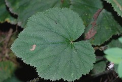 Heuchera longipetala orizabensis
